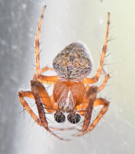 Réf. 299 524 : Araneus (sturmi-triguttatus)